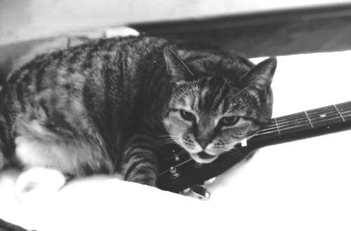 Spotkania część pierwsza, kicek, gitara